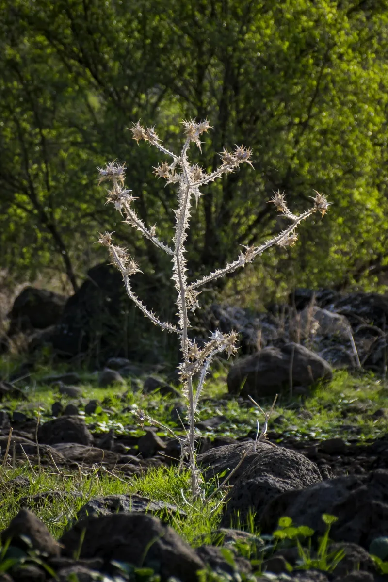 Pale thistle skeleton standing among rocks and greenery